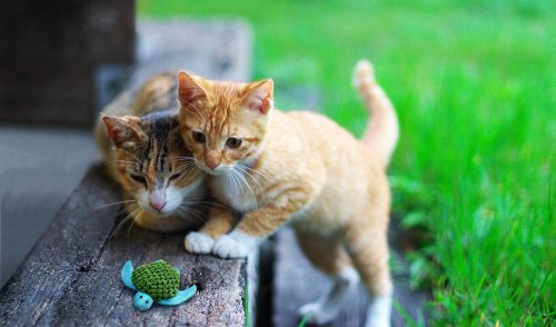 KONG Refillables Turtle Cuddle Toy North American Premium Catnip