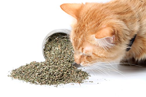 Cat Dope Catnip, Maximum Safe Blend for Cats, Infused with High Premium Potency Your Kitty is Sure to Go Crazy for (1 Cup)