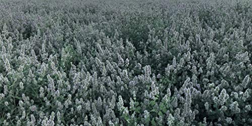 From The Field Can You Resist Catnip Buds, 0.4-Ounce