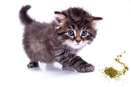 Cat Dope Catnip, Maximum Safe Blend for Cats, Infused with High Premium Potency Your Kitty is Sure to Go Crazy for (1 Cup)