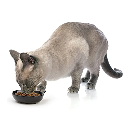 PetRageous Oval Frisky Kitty Pet Bowl, 5.5-Inch, Black