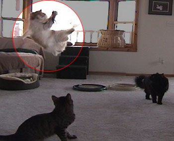 Da Bird Single 3 Foot Pole Cat Toy with 2 Extra Guinea Feather Refills