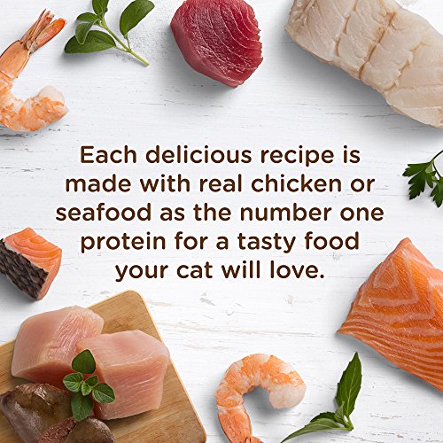 Rachael Ray Nutrish Natural Wet Cat Food, Beef & Chicken Catterole Recipe, 2.8 Ounce Cup (Pack of 12), Grain Free