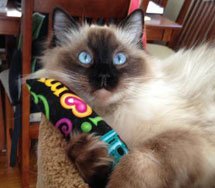 11" Catnip Kicker Toys - Set of 2 Cat Kickers