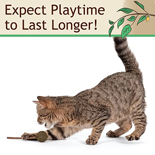 Twin Critters Organic Silver Vine Lollipops Catnip Matatabi Sticks - Dental Health - for Cats & Kittens 100%, All-Natural Silvervine (3 Pack)| Wild Harvested with No Additives Or Preservatives