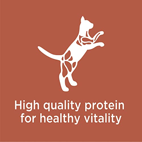 IAMS PROACTIVE HEALTH High Protein Adult Dry Cat Food with Chicken & Salmon Cat Kibble, 3 lb. Bag