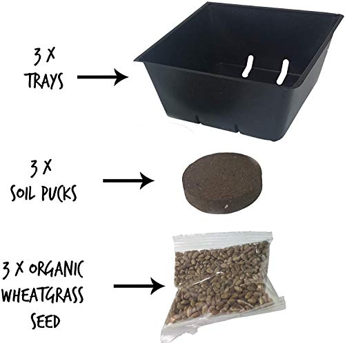 Handy Pantry Organic Cat Grass Kit - Includes 3 Trays, 3 Soil Pucks, and 3 Packs Non GMO Wheatgrass Seed - A Healthy Treat for Cats, Dogs, Rabbits, and More
