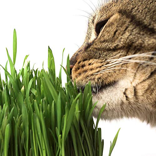 Handy Pantry Organic Cat Grass Kit - Includes 3 Trays, 3 Soil Pucks, and 3 Packs Non GMO Wheatgrass Seed - A Healthy Treat for Cats, Dogs, Rabbits, and More