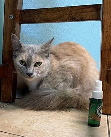 Meowijuana Catnip Spray