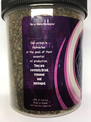 Krazy Kat Catnip 2 Oz net wt 100% Pure Unadulterated Catnip (Nepeta cataria) Cut Leaf, Buds, Stems and Seeds. Principal Constituent is Nepetalactone, which is What Makes Cats Respond to Catnip.