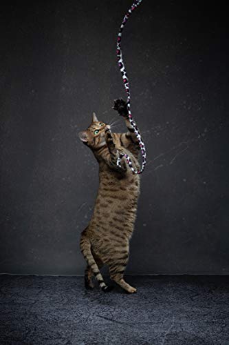 CAT DANCER Jungle Cat Wand 2 Pack, Multi Color (305)