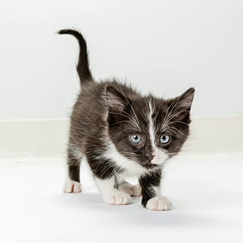 PetLac Liquid for Kittens, 32 oz