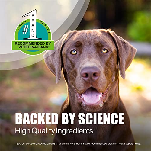 Nutramax Dasuquin Soft Chews, Small/Medium Dog, 84 Count