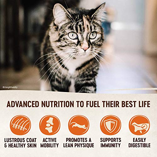 Wellness Core Natural Grain Free Dry Cat Food, Turkey, Turkey Meal & Duck Recipe, 11-Pound Bag