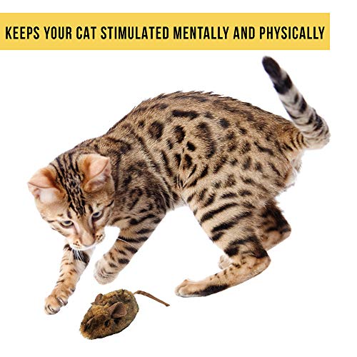 Our Pets Play-N-Squeak Mouse Hunter (1360012074)