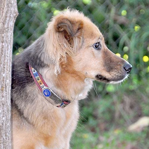 LuckyPet Jewelry Collar Tag for Dogs and Cats, Custom Engraved, Durable, Quiet and Chew Proof, Attaches Flat to Any Collar, Small-Red-Heart