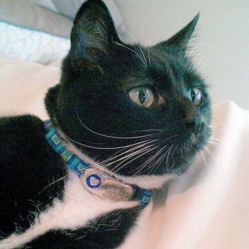 LuckyPet Jewelry Collar Tag for Dogs and Cats, Custom Engraved, Durable, Quiet and Chew Proof, Attaches Flat to Any Collar, Small-Red-Heart