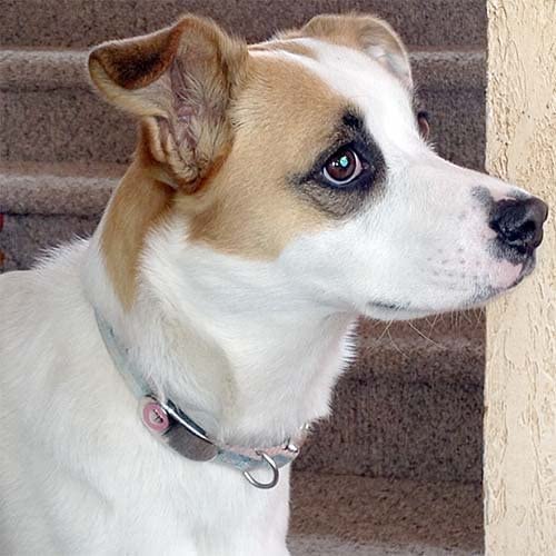 LuckyPet Jewelry Collar Tag for Dogs and Cats, Custom Engraved, Durable, Quiet and Chew Proof, Attaches Flat to Any Collar, Small-Red-Heart