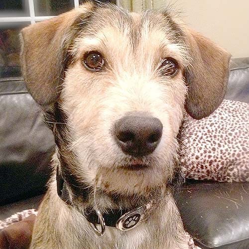 LuckyPet Jewelry Collar Tag for Dogs and Cats, Custom Engraved, Durable, Quiet and Chew Proof, Attaches Flat to Any Collar, Small-Red-Heart