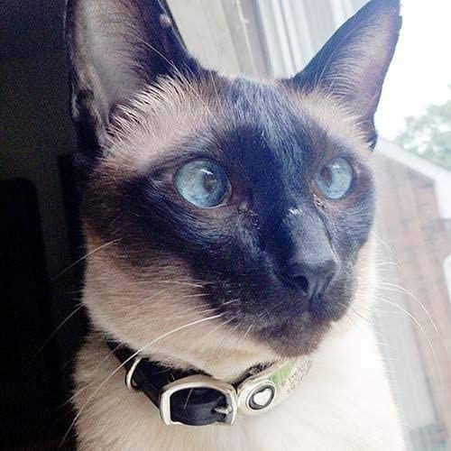 LuckyPet Jewelry Collar Tag for Dogs and Cats, Custom Engraved, Durable, Quiet and Chew Proof, Attaches Flat to Any Collar, Small-Red-Heart