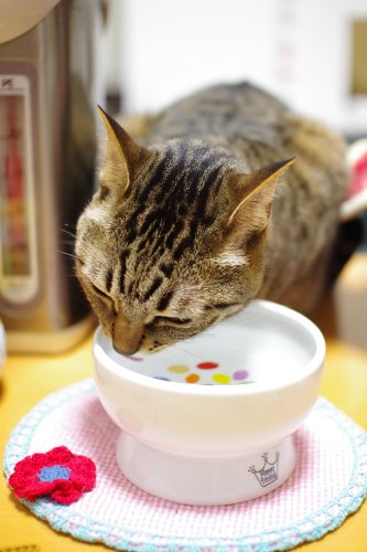 Necoichi Raised Cat Water Bowl, Elevated, with Measurement Lines, Dishwasher and Microwave Safe, No.1 Seller in Japan! (Jelly Bean, Regular)