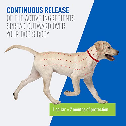 Adams Plus Flea & Tick Collar for Dogs, 7-Month Protection, Adjustable Collar Fits Small Dogs & Puppies, Kills & Repels Fleas, Flea Eggs, Flea Larvae, and Ticks, Kills Tick Larvae and Tick Nymphs