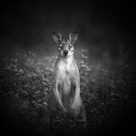 Infrared Night Vision Flashlight - 850nm IR Illuminator