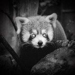 Infrared Flashlight for Night Vision Binoculars