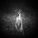 Night Vision Infrared Flashlight for Hunting - 850nm