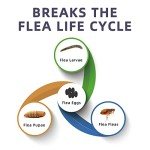 Natural Flea and Tick Control for Cats