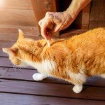 Cat Flea & Tick Spot-On Treatment - 2 Pack