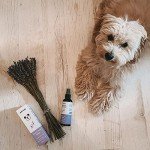 Natural Flea & Tick Spray for Cats & Dogs