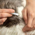 Cat Flea & Tick Spot-On Treatment - 2 Pack