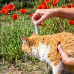 Cat Flea & Tick Spot-On Treatment - 2 Pack