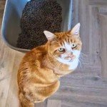 Eco-Friendly Cat Litter Pellets - 7 Litres