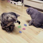 Andiker 12-Pack Colorful Cat Spring Toys