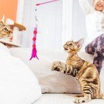 Interactive Cat Feather Wand Toy with Bell Pompom