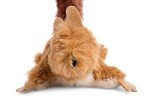 Freddie Fox Plush Cat Toy with Catnip