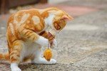 Feather Tail Mice Cat Toys - 2 Pack