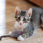 2-Pack Hanging Cat Toys for Interactive Play