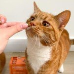 Scrumbles Chicken Krunchies Cat Treats - 60g
