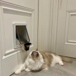 4-Way Locking Cat Door for Glass & Walls