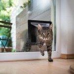 Smart Cat Flap and Litter Box Enclosure