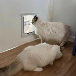 4-Way Locking Cat Door for Glass & Walls