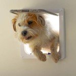 4-Way Locking Cat Flap for Large Cats