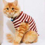 Cozy Santa Cat Sweater for Winter Wear
