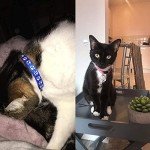 12-Pack Adjustable Reflective Cat Collars with Bells