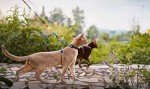 Escape-Proof Cat Harness and Leash Set