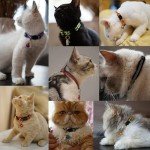 14-Piece Reflective Cat Collar Set with Bells
