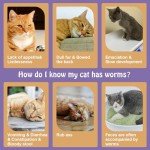 Natural Flea and Tick Control for Cats